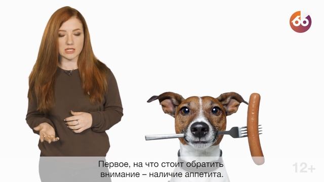 4 самых задаваемых вопроса ВЕТЕРИНАРУ - Узнай за 60 секунд смотреть онлайн