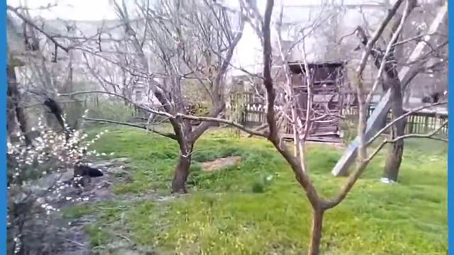 Приусадебный участок! 12.04.2018 г., в19:33 ч. Улучшенный видео-лолик :-) смотреть онлайн