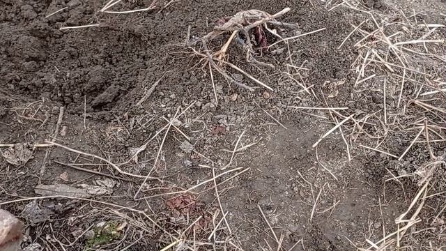 Батат из семян. Что выросло и есть ли перспективы. смотреть онлайн