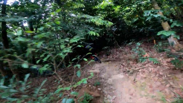 Mtb Malaysia | Bukit Kiara Mtb Trail | Climbing half Magic Carpet to half 2K смотреть онлайн