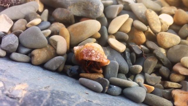 Рак отшельник смотреть онлайн