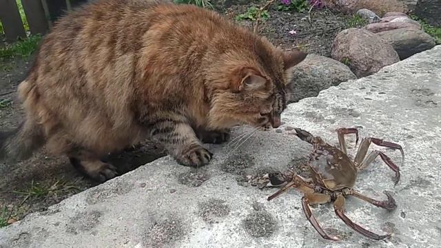 Краб. Атакует кошку, смотреть до конца смотреть онлайн