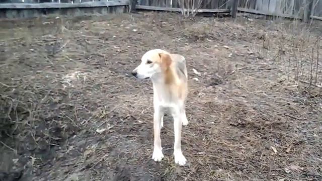 Грей воет, на охоту хочет.