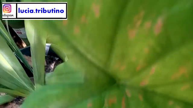 Espécies de Caladium Como Cultivar Como Cuidar da planta Caladium смотреть онлайн