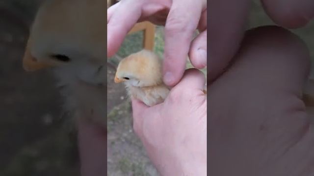 Isa Brown chicken 5 weeks old смотреть онлайн