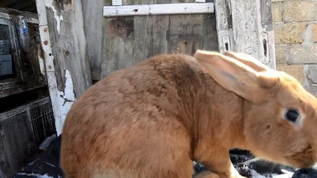 породы кроликов какие есть в моем хозяйстве смотреть онлайн