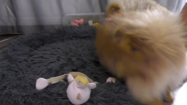 Щенку шпица 5 месяцев. Шпиц Николь выше мамы. Глистогоним Мильбемакс. Сушеное сердце говяжье смотреть онлайн