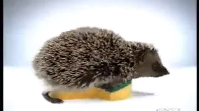 Siili смотреть онлайн