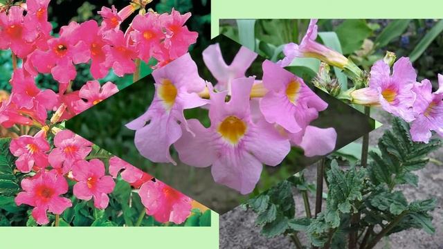 Инкарвиллея