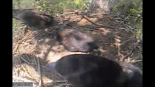 Decorah Eagles 6-15-14 Hover Flight Goes Out Of Sight смотреть онлайн