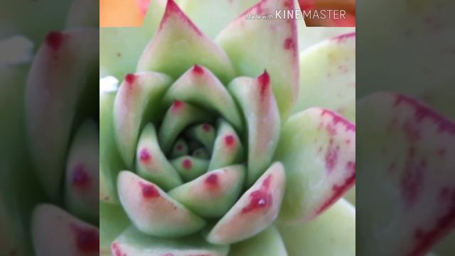 반려식물 다육이 смотреть онлайн