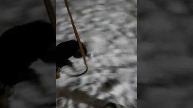 ягдтерьер играет в футбол ⚽ смотреть онлайн