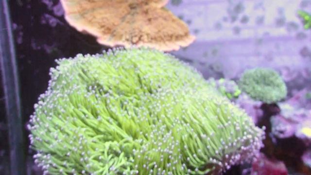 My coral reef tank 4K video by Olympus TG-5 смотреть онлайн