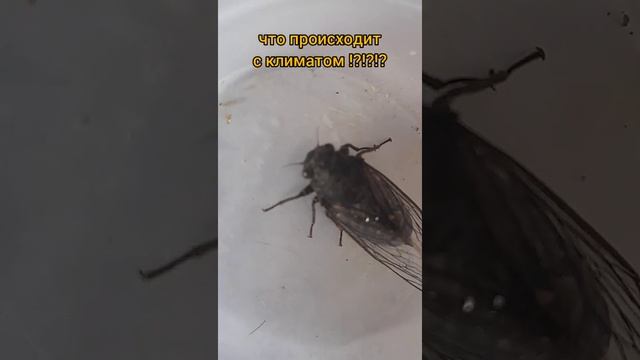 муха цеце - Забайкалье муха цеце - природа Сибири - изменение климата! смотреть онлайн