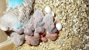 Самка попугая снесла 11 яиц. Кладка яиц. The female parrot laid 11 eggs. Самка папугая знесла 11 яе