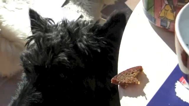 Сенсация! Собака Белла говорит по русски! смотреть онлайн