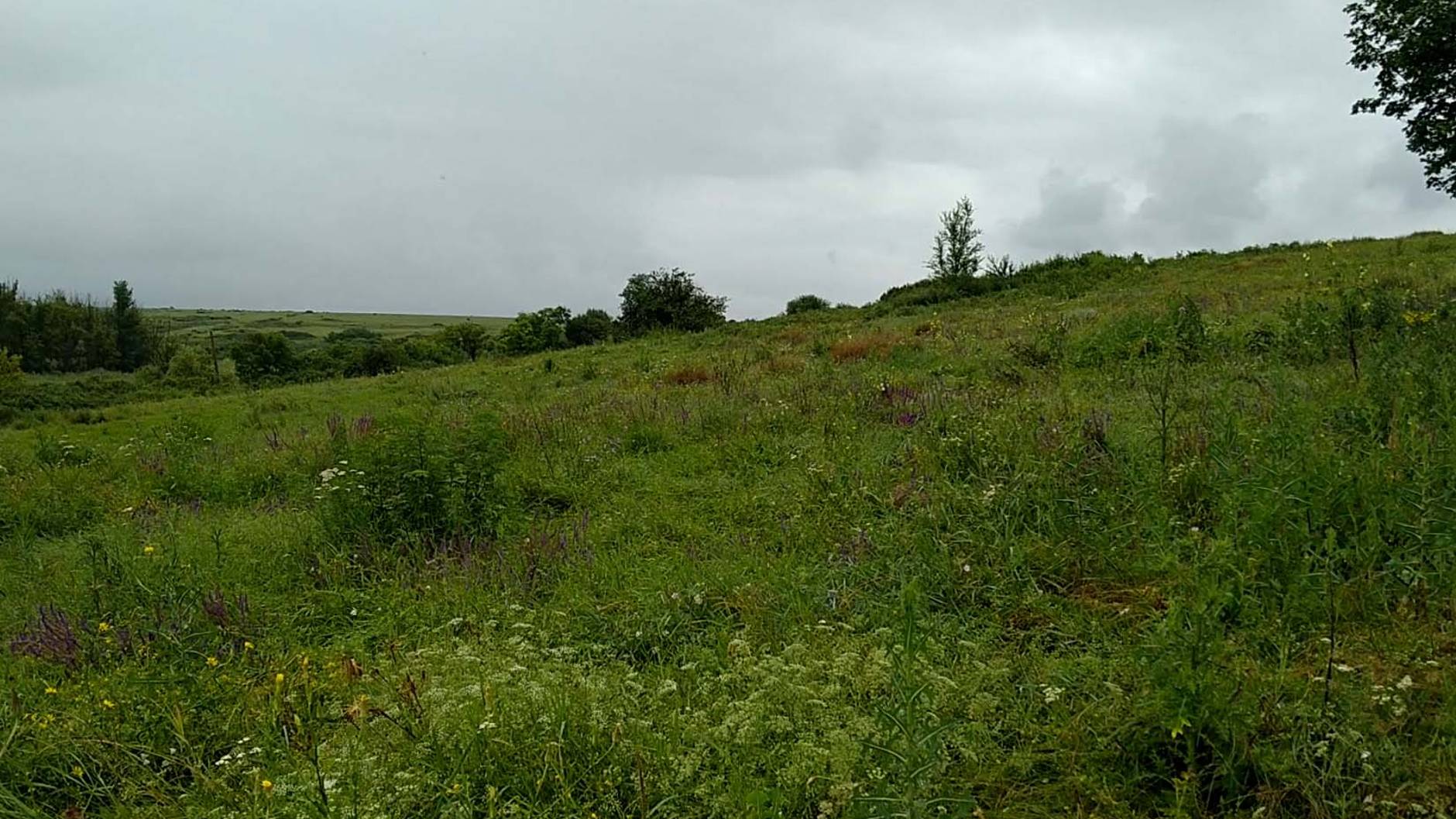 Хомутовские просторы. Старейший заповедник Донбасса смотреть онлайн