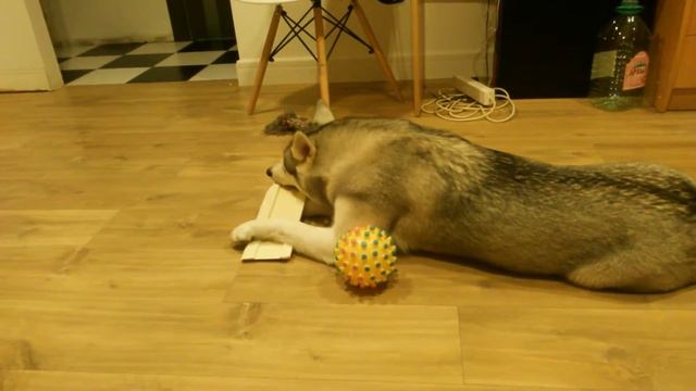 Хаски и плинтус 700р за метр погонный смотреть онлайн