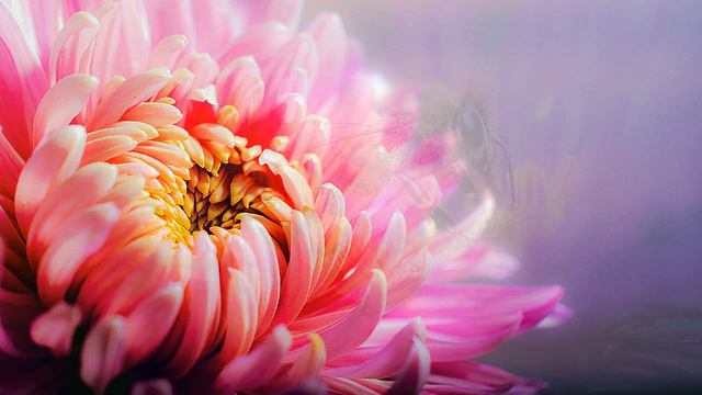 #Цветы #макросъёмка #Flowers #Macro_photography смотреть онлайн