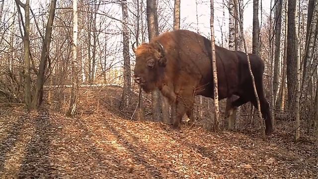 Животные Чернобыля - кадры обитателей Зоны Отчуждения сегодня смотреть онлайн