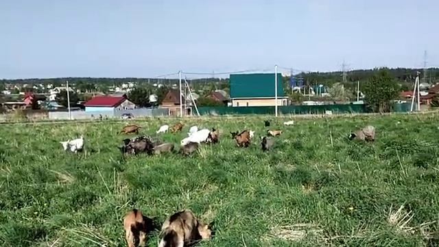 Козел должен быть свой!// Сколько мне обходится содержание козла смотреть онлайн