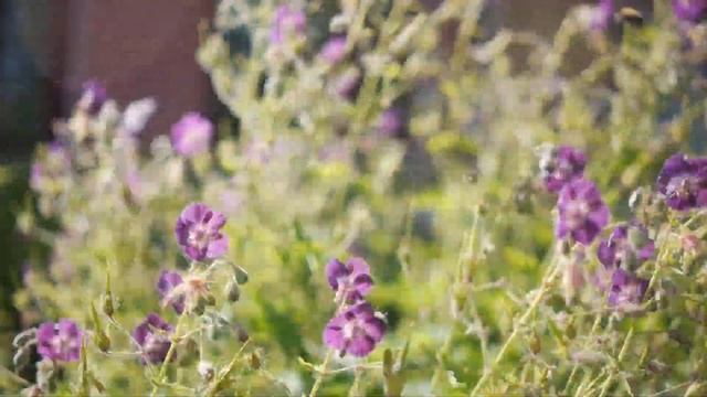 Герань темно-бурая: декоративность весь сезон смотреть онлайн