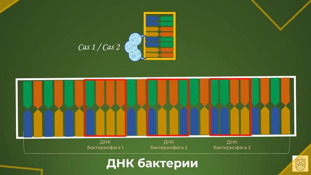 CRISPR-Cas9: история, принцип работы, потенциальное применение | Нобелевская премия по химии 2020 смотреть онлайн