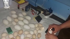 СОВМЕСТНАЯ ИНКУБАЦИЯ ГУСИНЫХ,ИНДЮШИНЫХ И КУРИНЫХ ЯИЦ!!!!