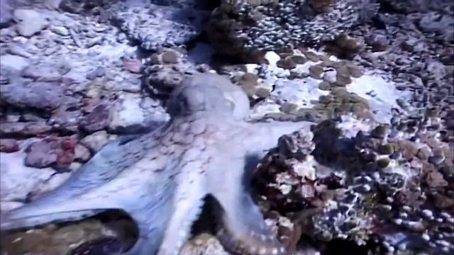 Zoo Tycoon 2: Marine Mania(Main Theme) смотреть онлайн