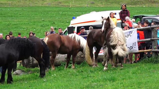 Noriker Hengstauftrieb 2019 - Kirchberg in Tirol/Aschau смотреть онлайн