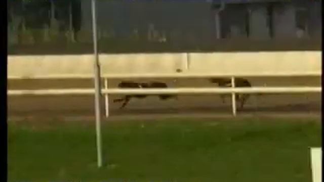IGB - The Retired Greyhound Trust 13/07/2019 Race 2 - Waterford смотреть онлайн