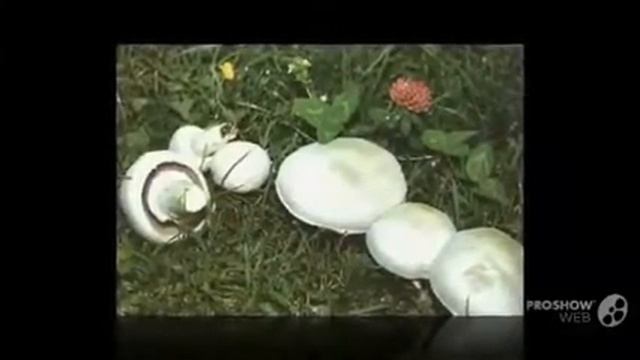 Гриб Шампиньон Agaricus смотреть онлайн