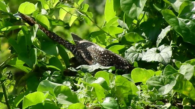 Wild Bird Eating Foods [1080p]