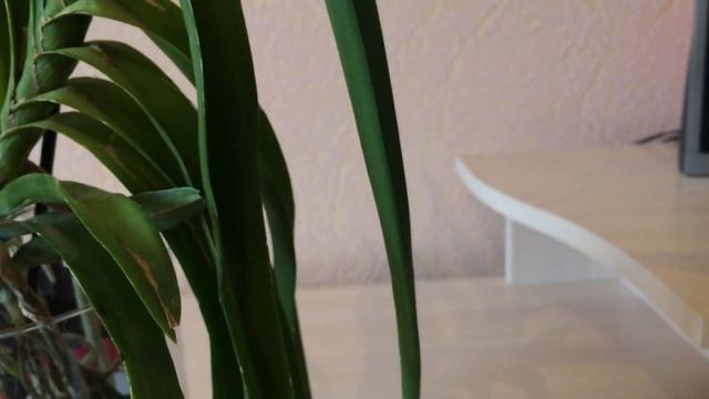 Орхидея ванда. В корнях панцирный клещ. Как бороться? Ванда дала детку. смотреть онлайн