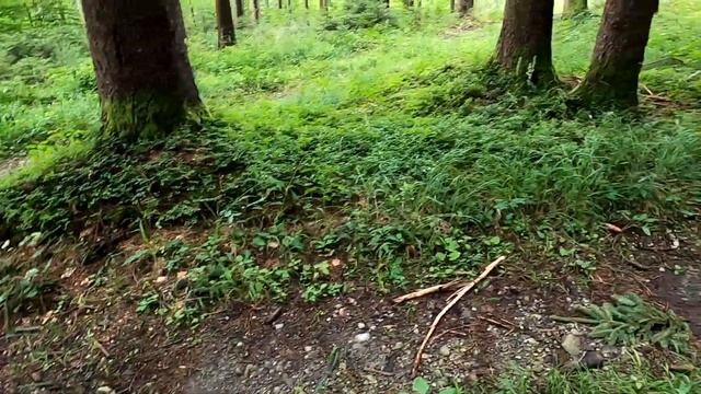 Семейный Канал из Германии - Семейный Влог | В Лес за Грибами смотреть онлайн