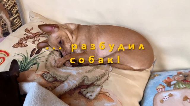 Художественная Гимнастика