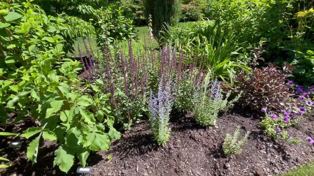 Pulling Annuals, Planting Summer Flowers and New Shrubs and a quick tour смотреть онлайн
