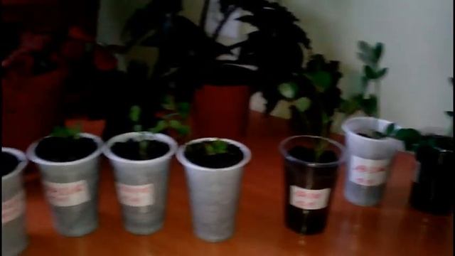 Арахис в Сибири смотреть онлайн