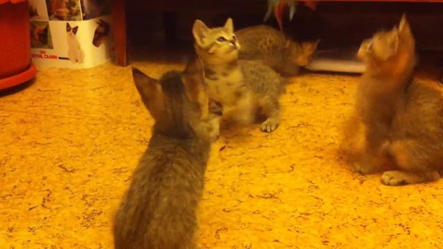 все 4 смотреть онлайн