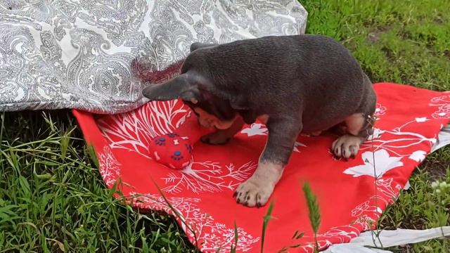 French bulldog male Lilac tan. Французский бульдог мальчик лилак тан смотреть онлайн