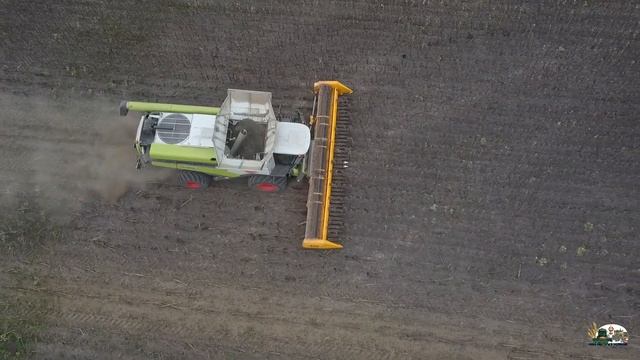 Новый Claas Lexion 7700 вместе с 2-мя Lexion 580 убирают семечку и загружают фуры! смотреть онлайн