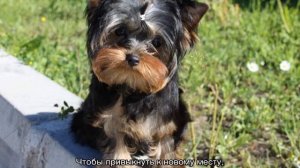 Йоркширский терьер беби фейс и обычный, разница