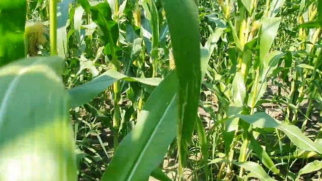 2021.Гібрид ЕС Юнкай від Еліта-Селект ,Одещина смотреть онлайн