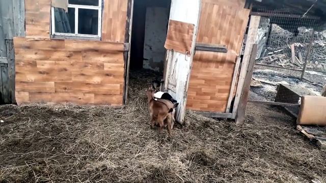 Коррида по-козьи смотреть онлайн