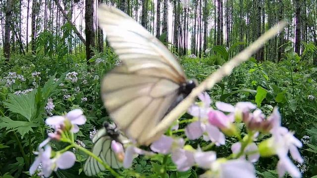 Поездка в таежную избушку вниз по реке Томь / Самоизоляция продолжается / Самый лучший отдых... смотреть онлайн