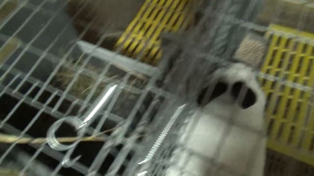 Случка кроликов в любое время без охоты самки. смотреть онлайн