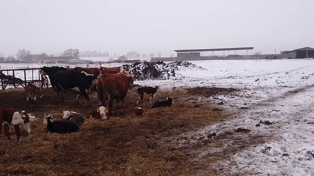ДОВЕРЯЙ, НО ПРОВЕРЯЙ Качество Мяса Говядина Герефорд. #дикфарм #dikfarm смотреть онлайн