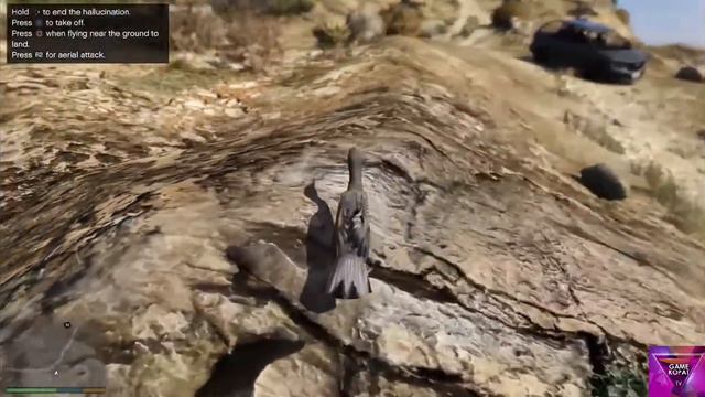 GTA V kus olmak - GTA 5 - Play as a Bird (Chicken, Seagull, Hawk, Crow & more) смотреть онлайн