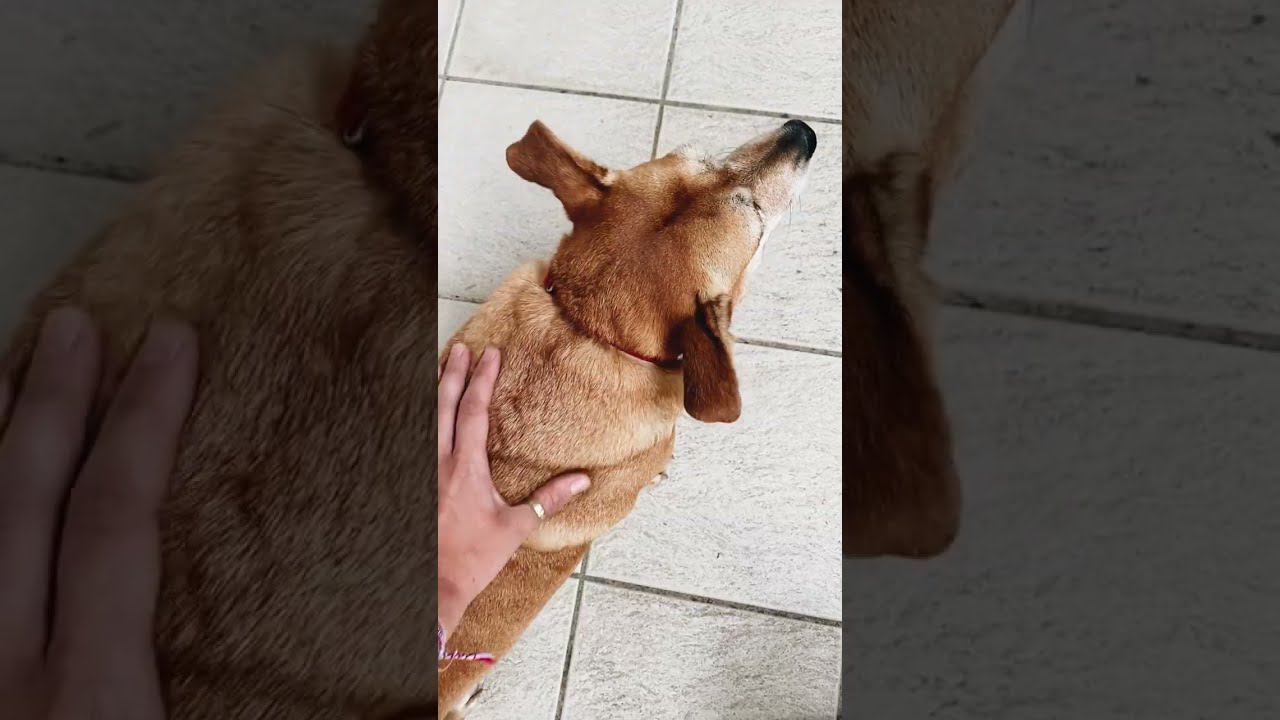 Будни кругосветки #shorts смотреть онлайн