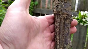 Прививка черешни на вишню, третий год. Что нужно сделать